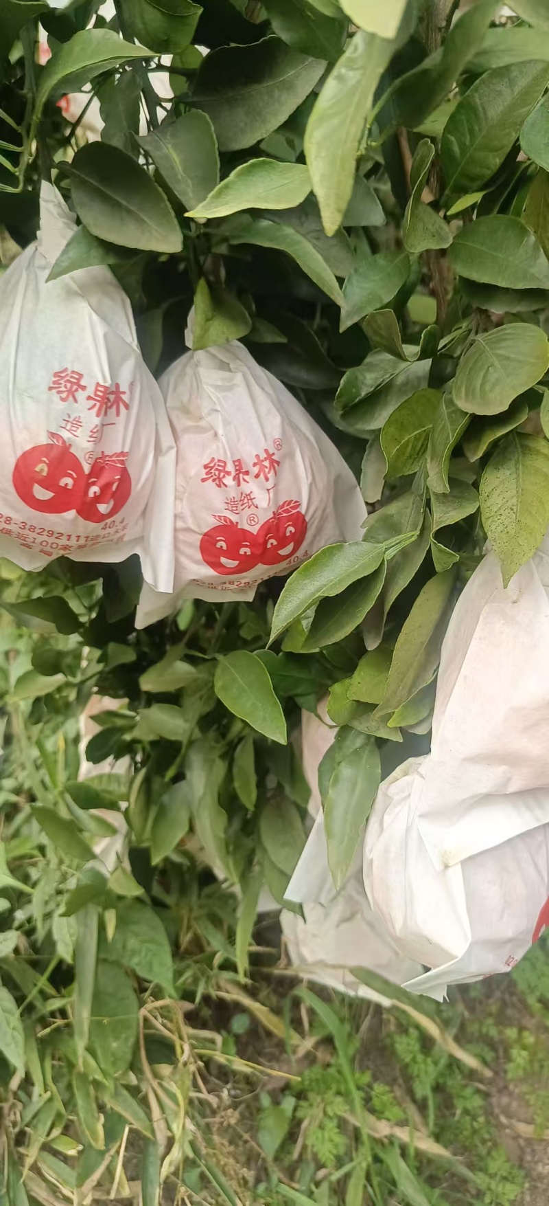 不知火（丑八怪）柑橘