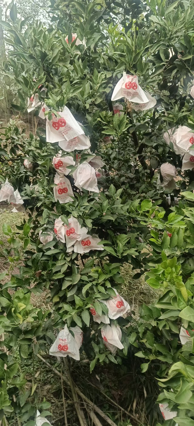 不知火（丑八怪）柑橘