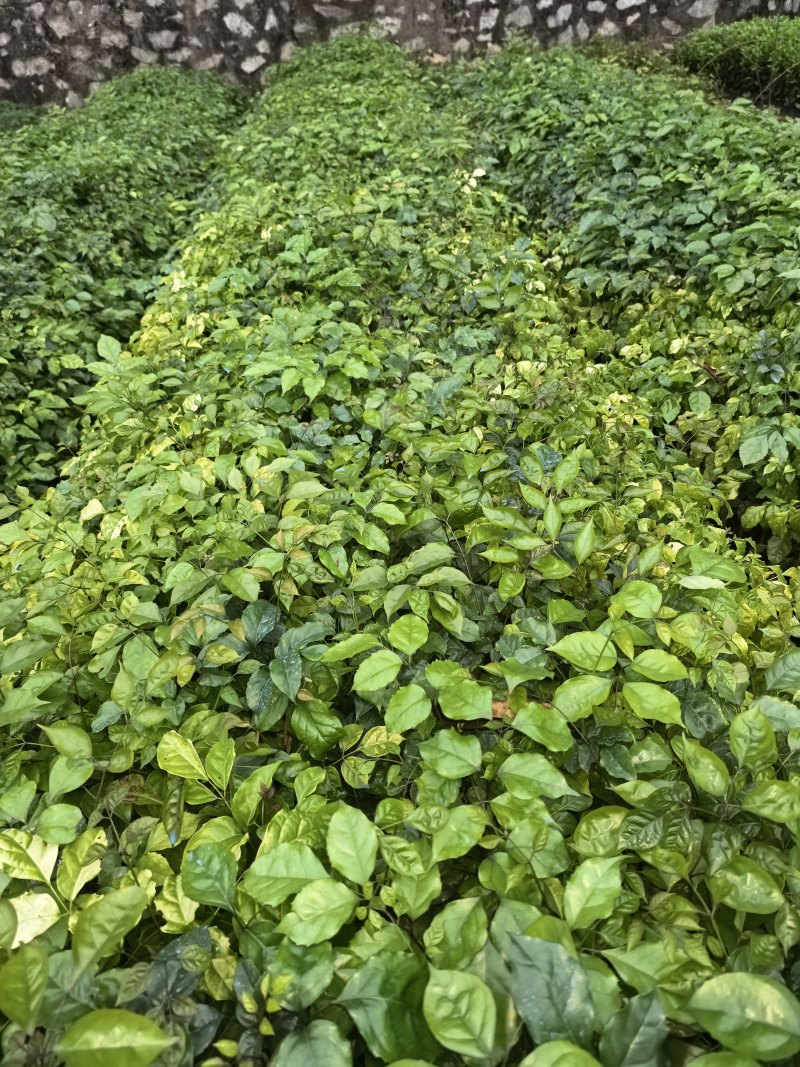 观叶绿宝苗，绿宝苗，菜豆苗，幸福树树苗