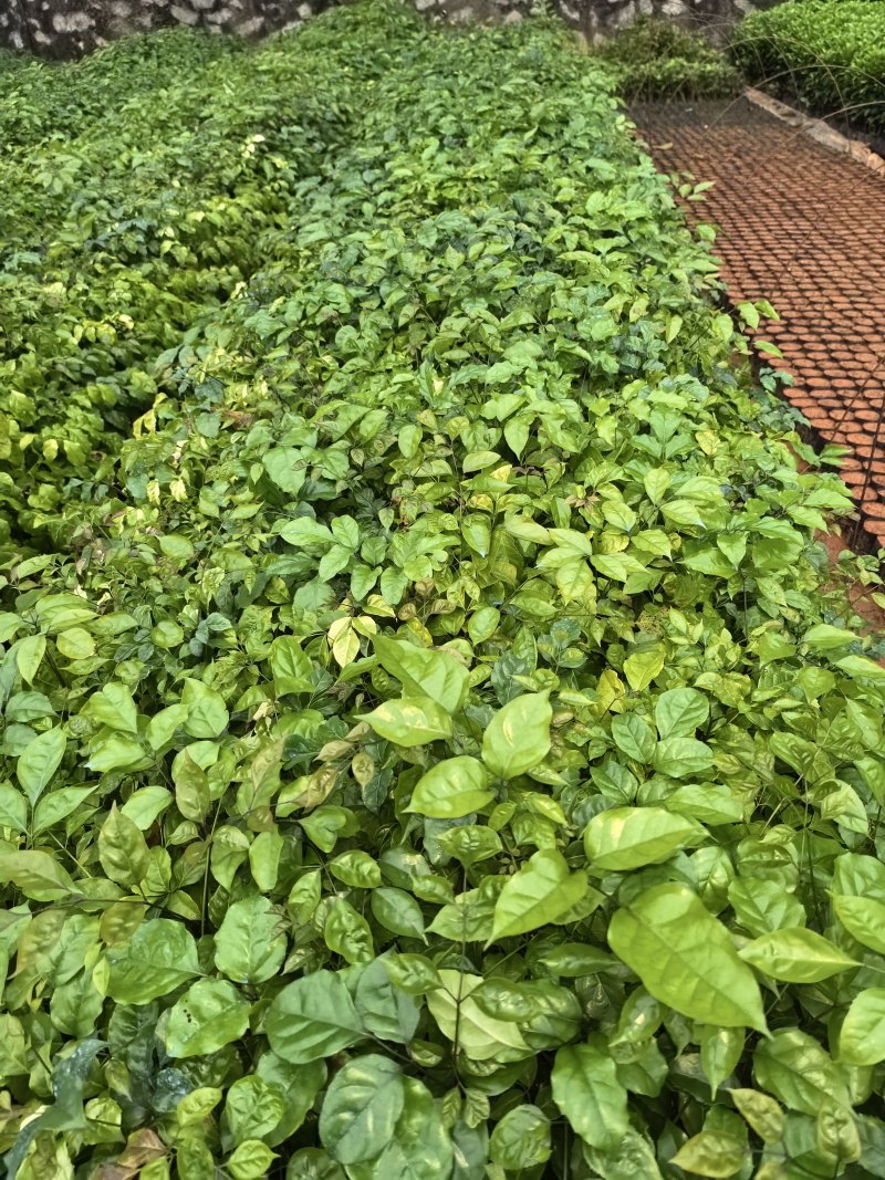 观叶绿宝苗，绿宝苗，菜豆苗，幸福树树苗