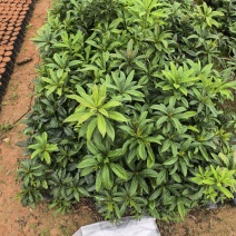 杨梅苗
