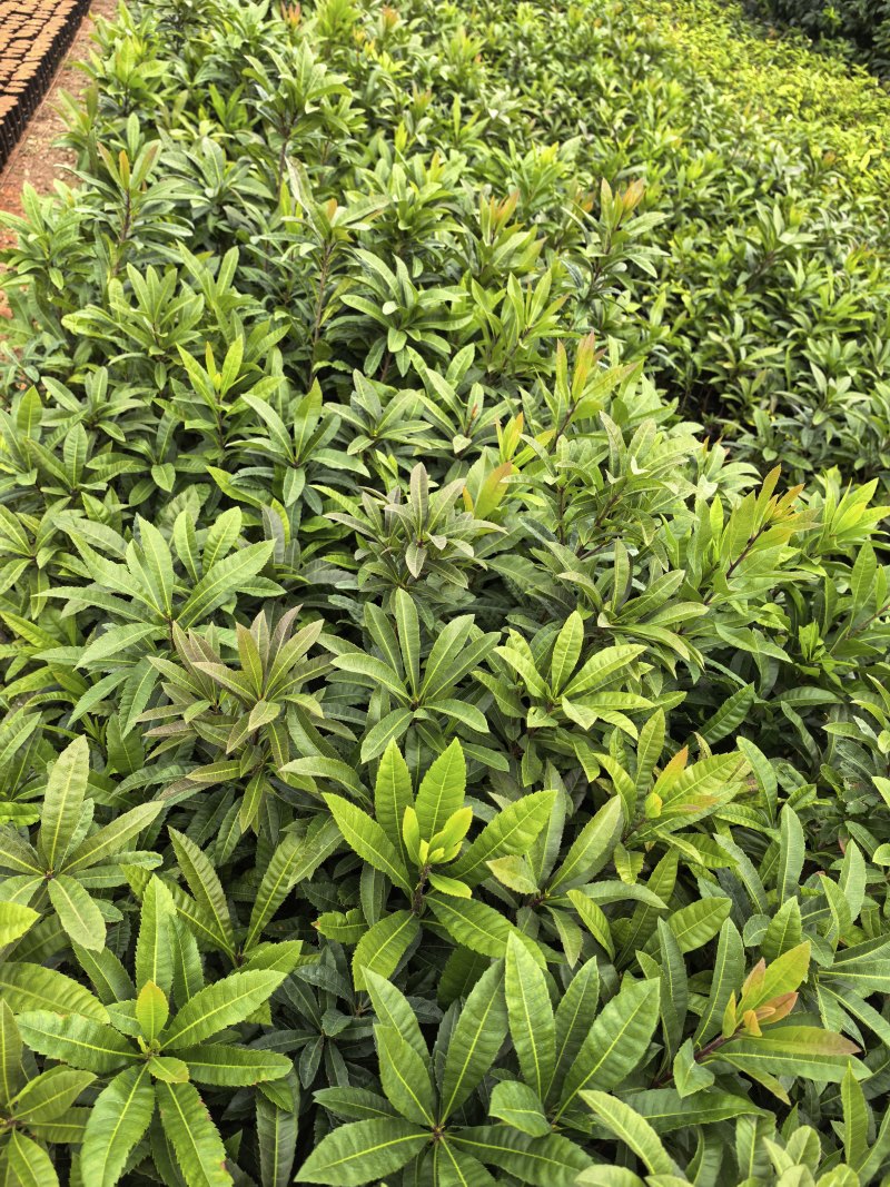 杨梅苗