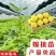 广西纯正黄金百香果苗
