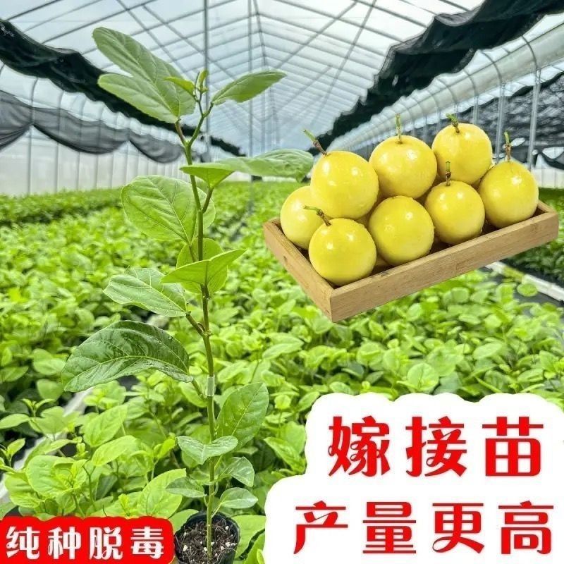 广西纯正黄金百香果苗