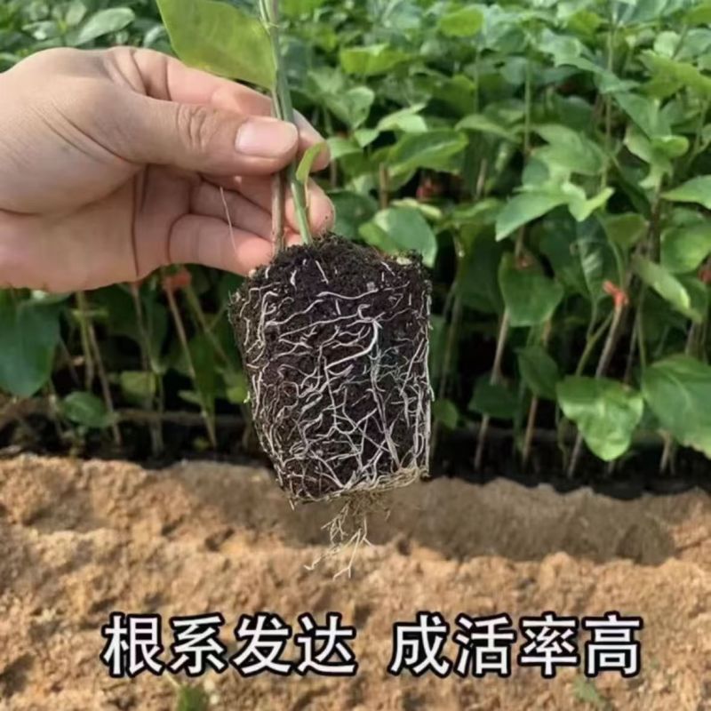 广西纯正黄金百香果苗