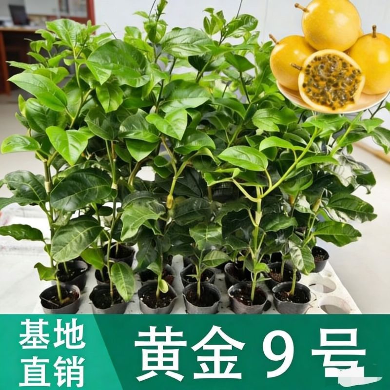 广西纯正黄金百香果苗