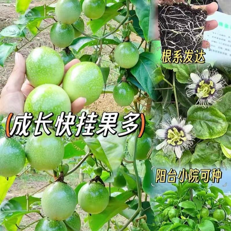 广西纯正黄金百香果苗