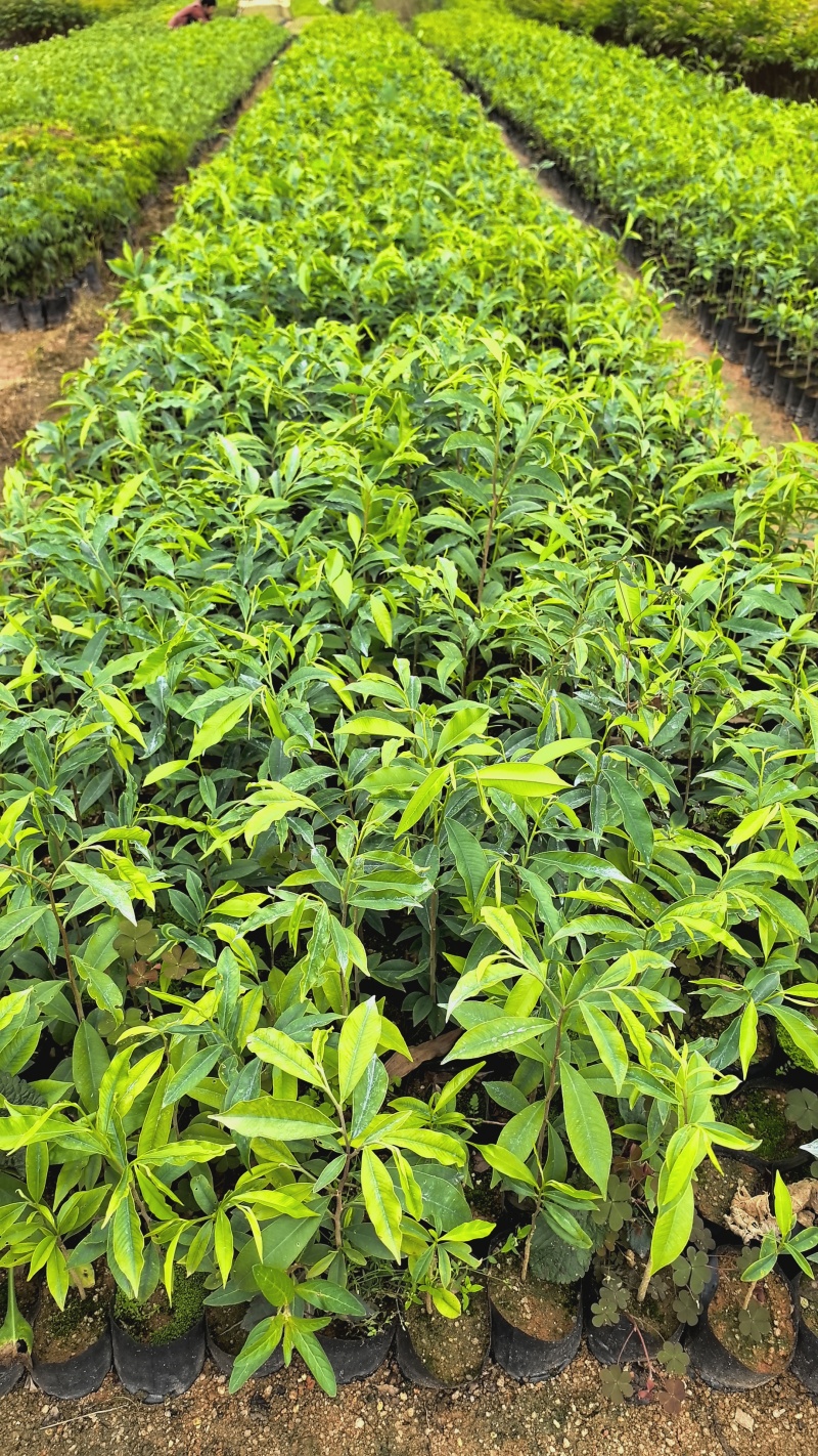 沉香苗，土沉香苗，白木香苗