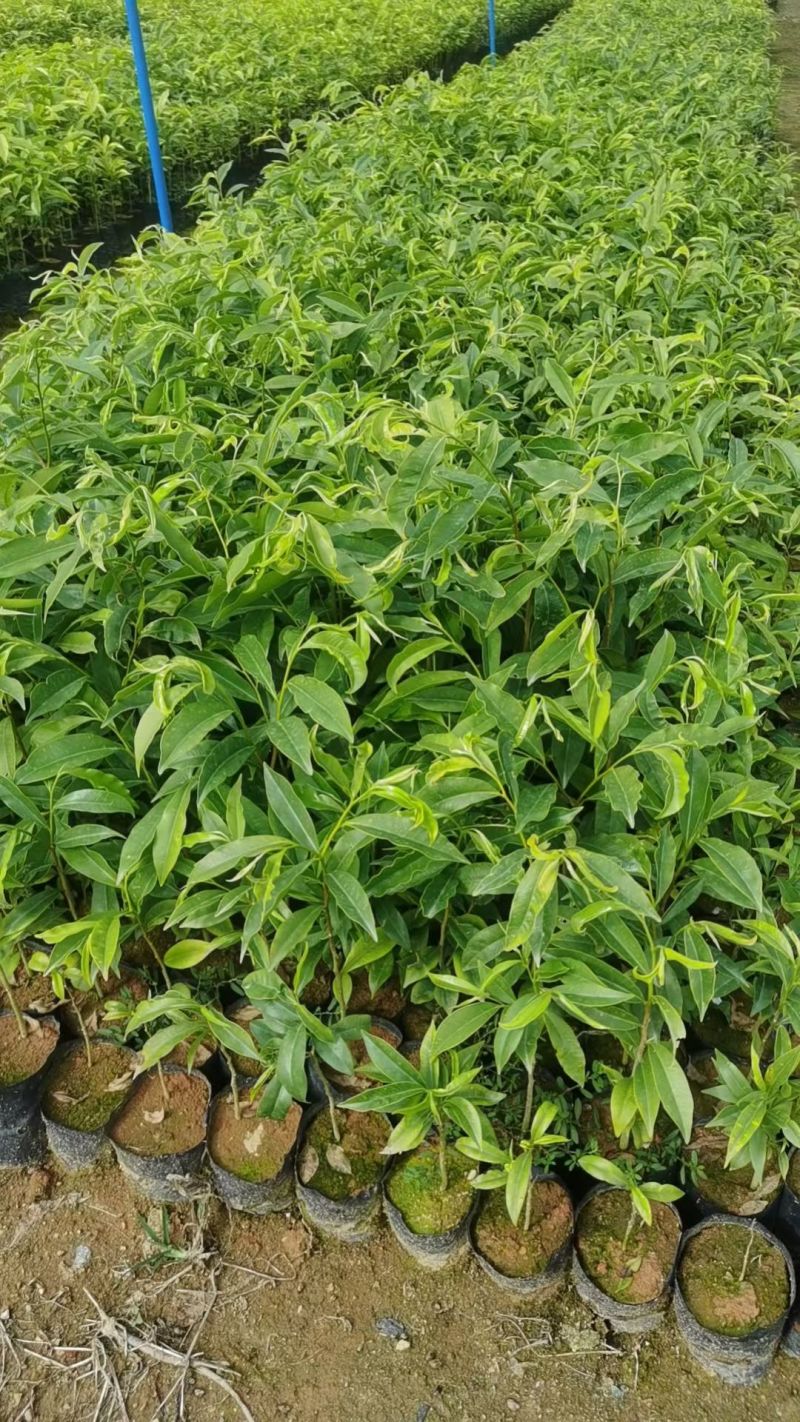 沉香苗，土沉香苗，白木香苗