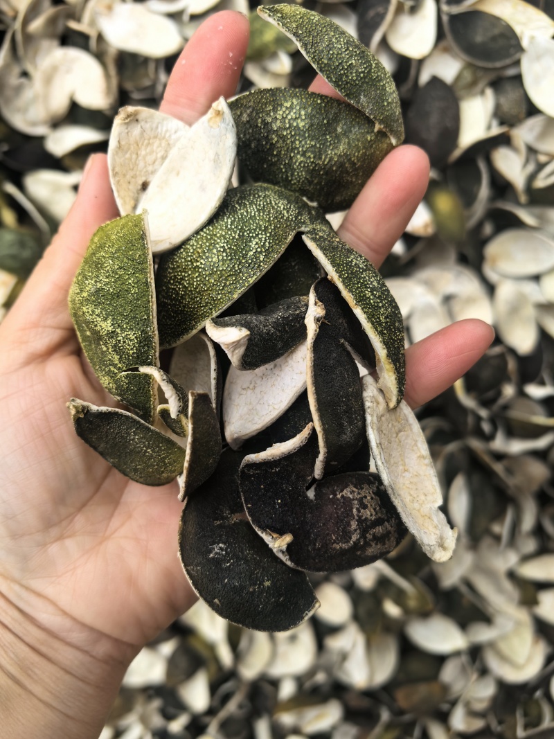 四花青皮今年新货颜色好看物美价廉欢迎咨询