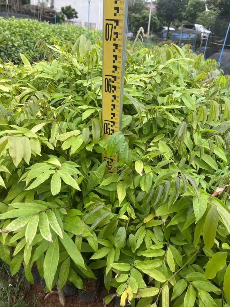 仁面杯苗，人面子小杯苗，人面子苗，仁面苗基地自产自销