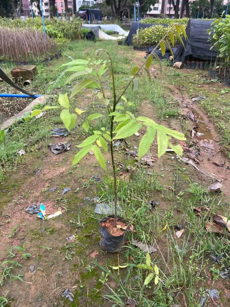 仁面杯苗，人面子小杯苗，人面子苗，仁面苗基地自产自销