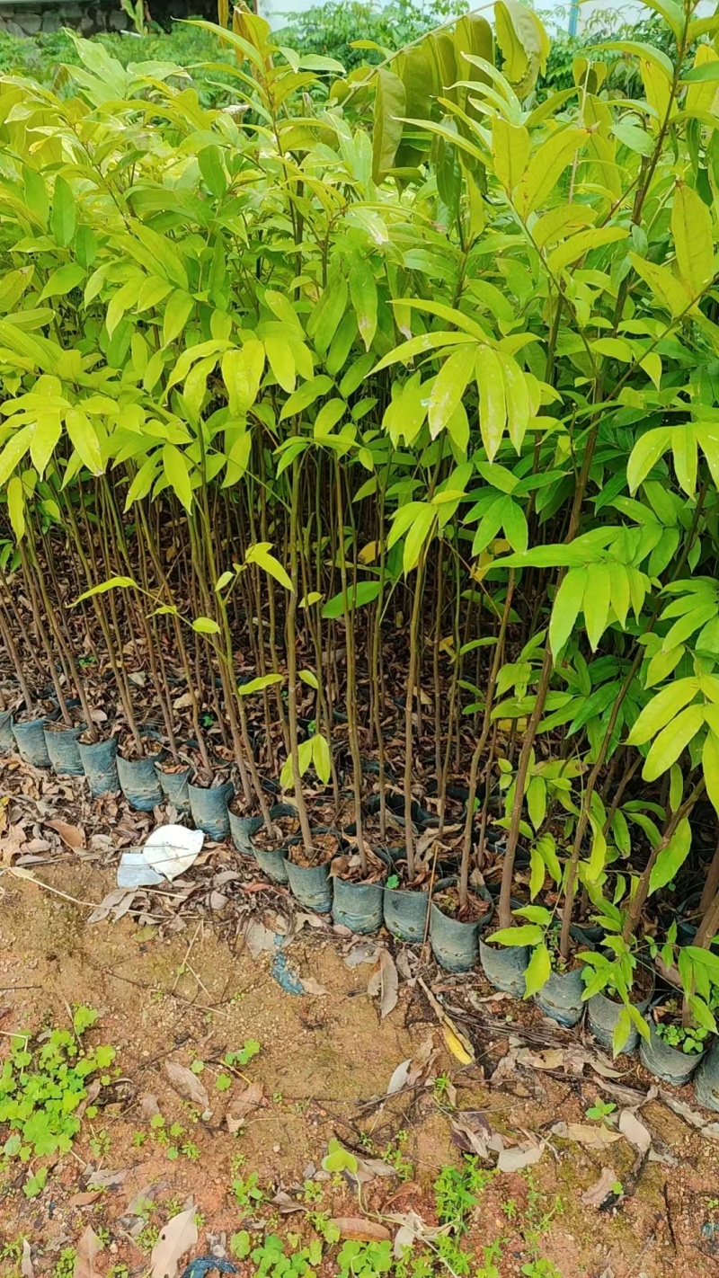 仁面杯苗，人面子小杯苗，人面子苗，仁面苗基地自产自销