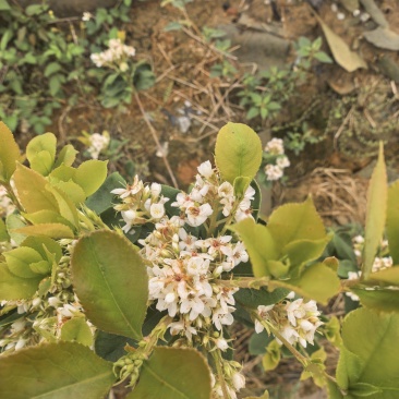 海岛春花，春花，车轮梅雷公木，石斑木