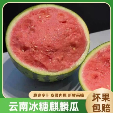 《实力》云南麒麟美都西瓜基地直发保质保量对接全国量大从优