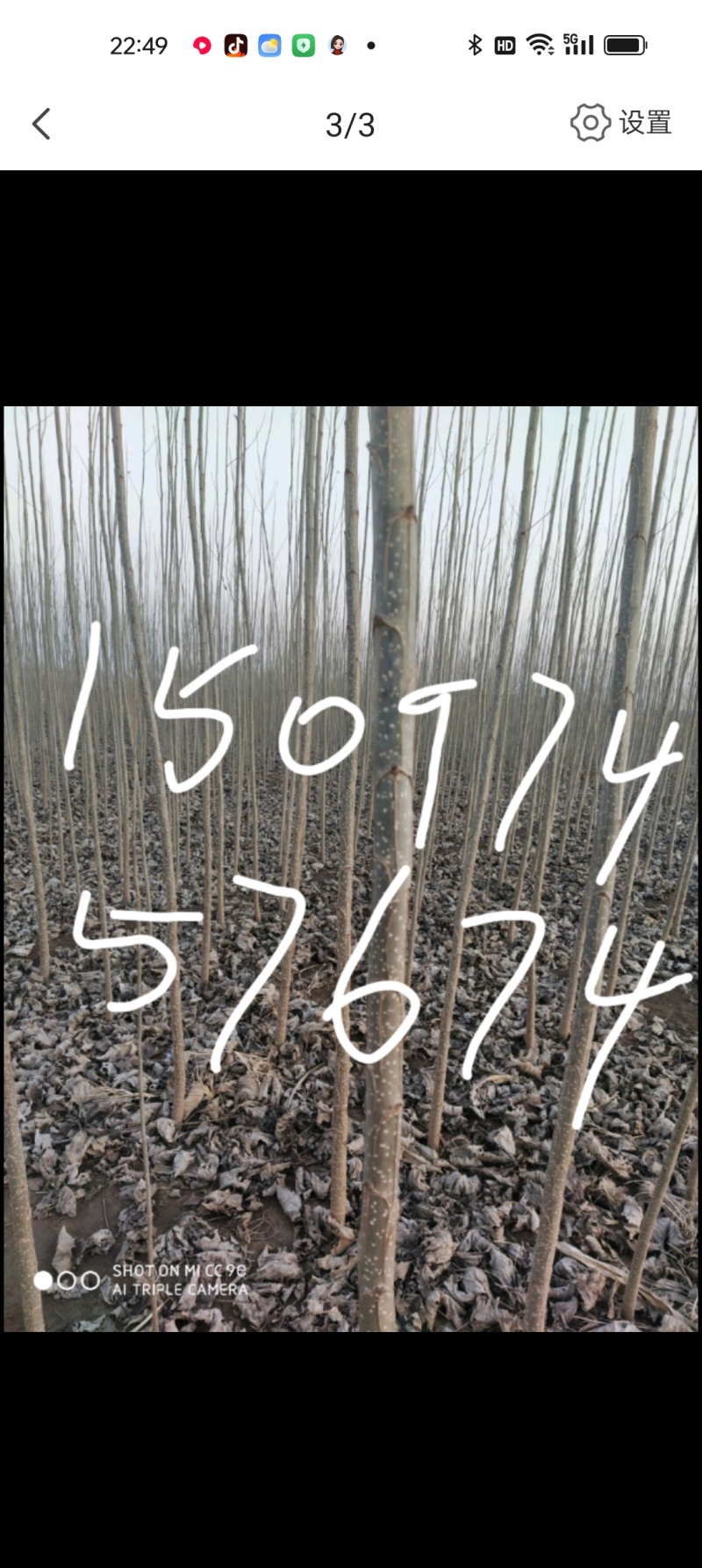 出售107速生杨树苗