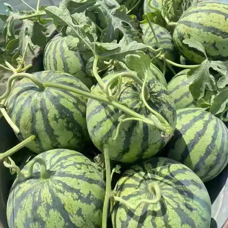 《热卖》陕西麒麟美都西瓜/甜王西瓜品种齐全对接全国一条龙