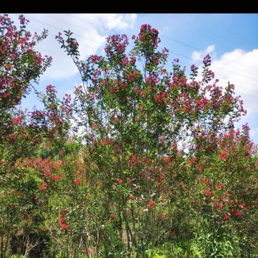 红火箭紫薇5-10公分地苗，丛生