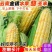精选云南双色水果玉米基地直发保质保量一条龙服务量大从优