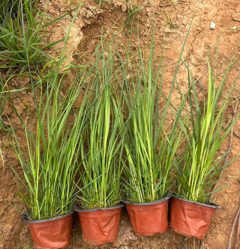 水生植物矮蒲苇、狼尾草120杯，基地有量，欢迎订购。
