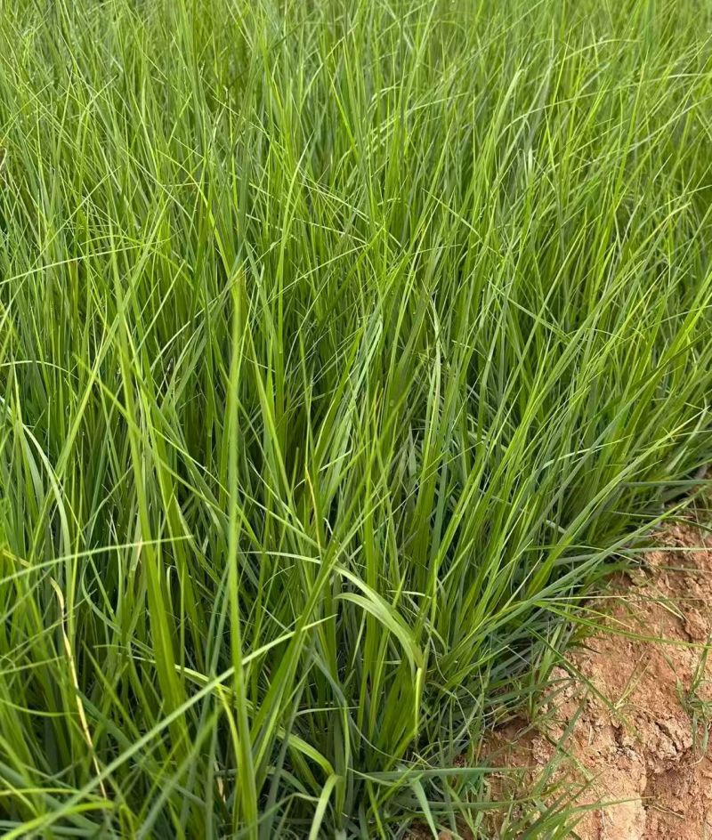 水生植物矮蒲苇、狼尾草120杯，基地有量，欢迎订购。