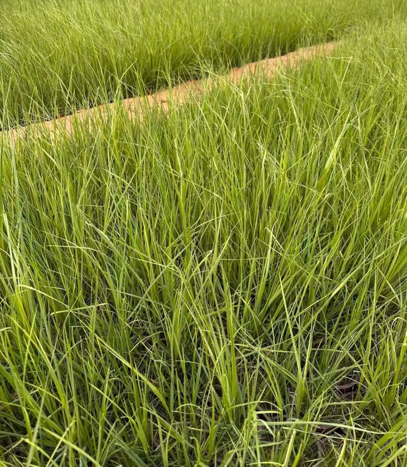 水生植物矮蒲苇、狼尾草120杯，基地有量，欢迎订购。