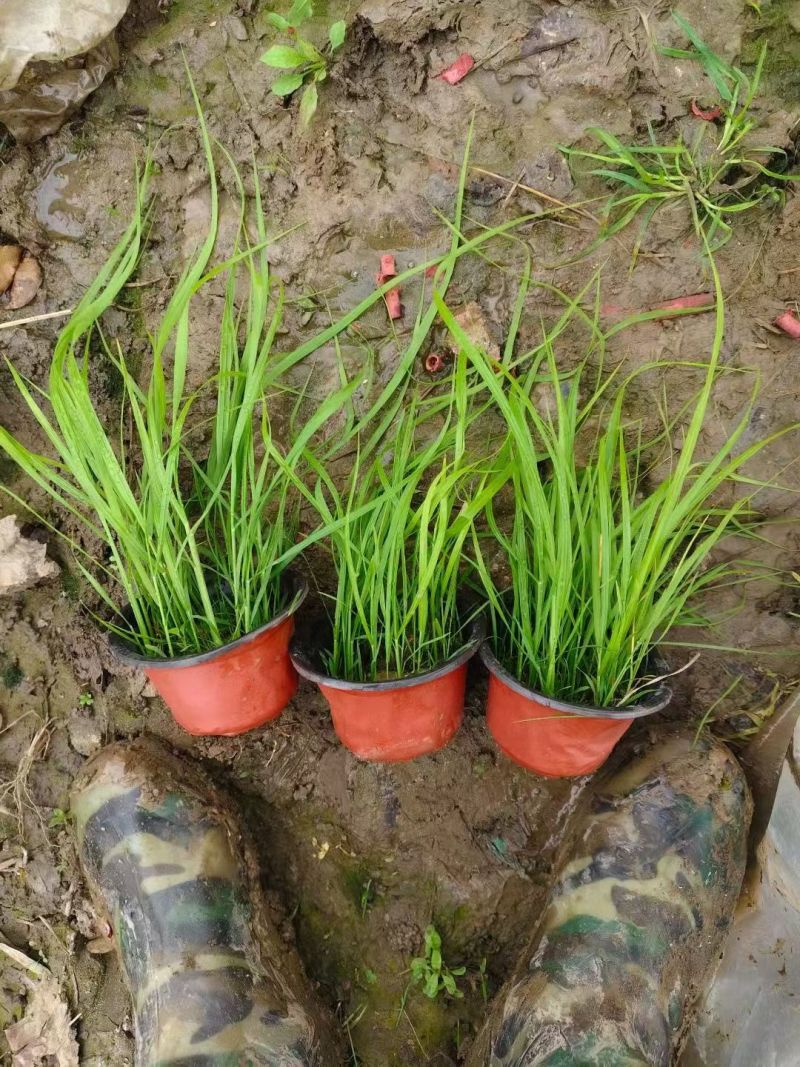 水生植物矮蒲苇、狼尾草120杯，基地有量，欢迎订购。