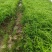 水生植物矮蒲苇、狼尾草120杯，基地有量，欢迎订购。