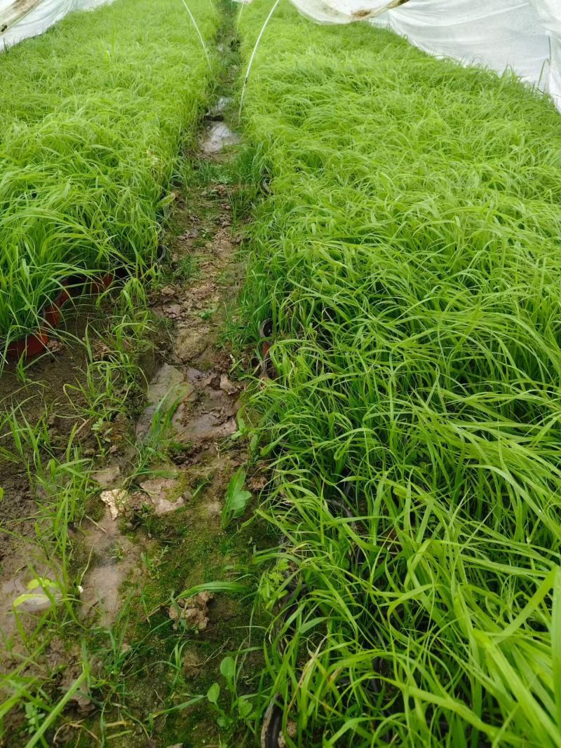 水生植物矮蒲苇、狼尾草120杯，基地有量，欢迎订购。