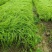 水生植物矮蒲苇、狼尾草120杯，基地有量，欢迎订购。