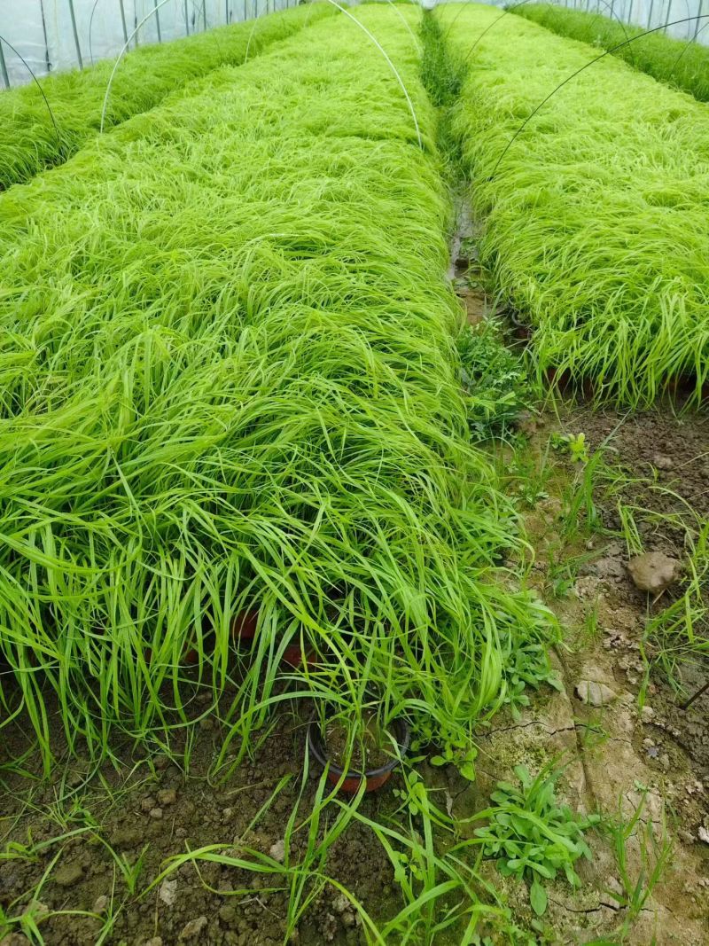 水生植物矮蒲苇、狼尾草120杯，基地有量，欢迎订购。