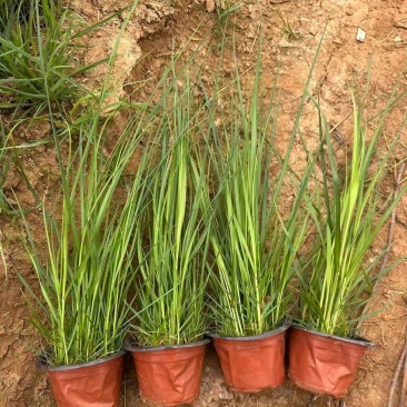 水生植物矮蒲苇、狼尾草120杯，基地有量，欢迎订购。