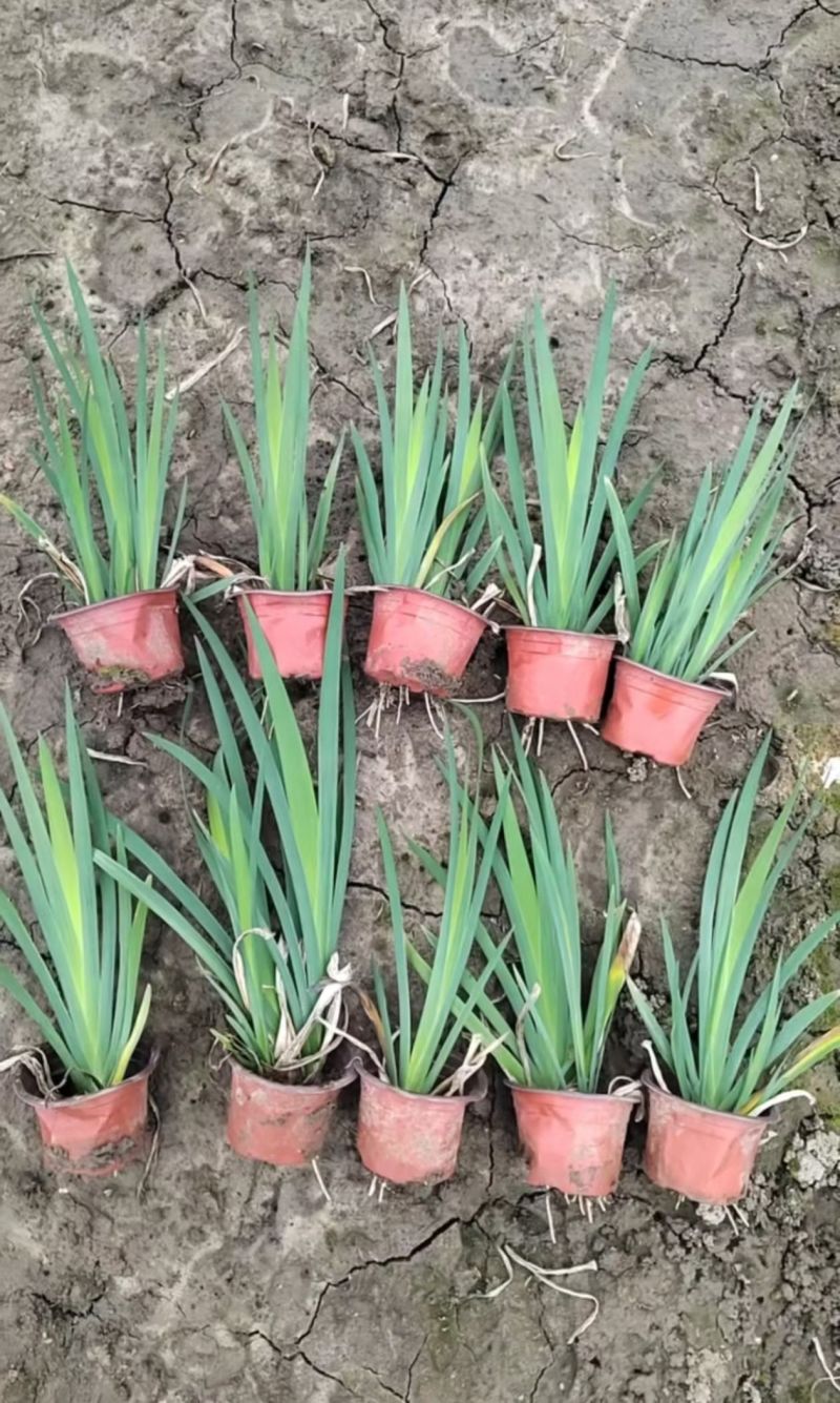 水生植物常绿鸢尾、常绿萱草120杯，基地有量，欢迎订购。