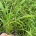 水生植物常绿鸢尾、常绿萱草120杯，基地有量，欢迎订购。