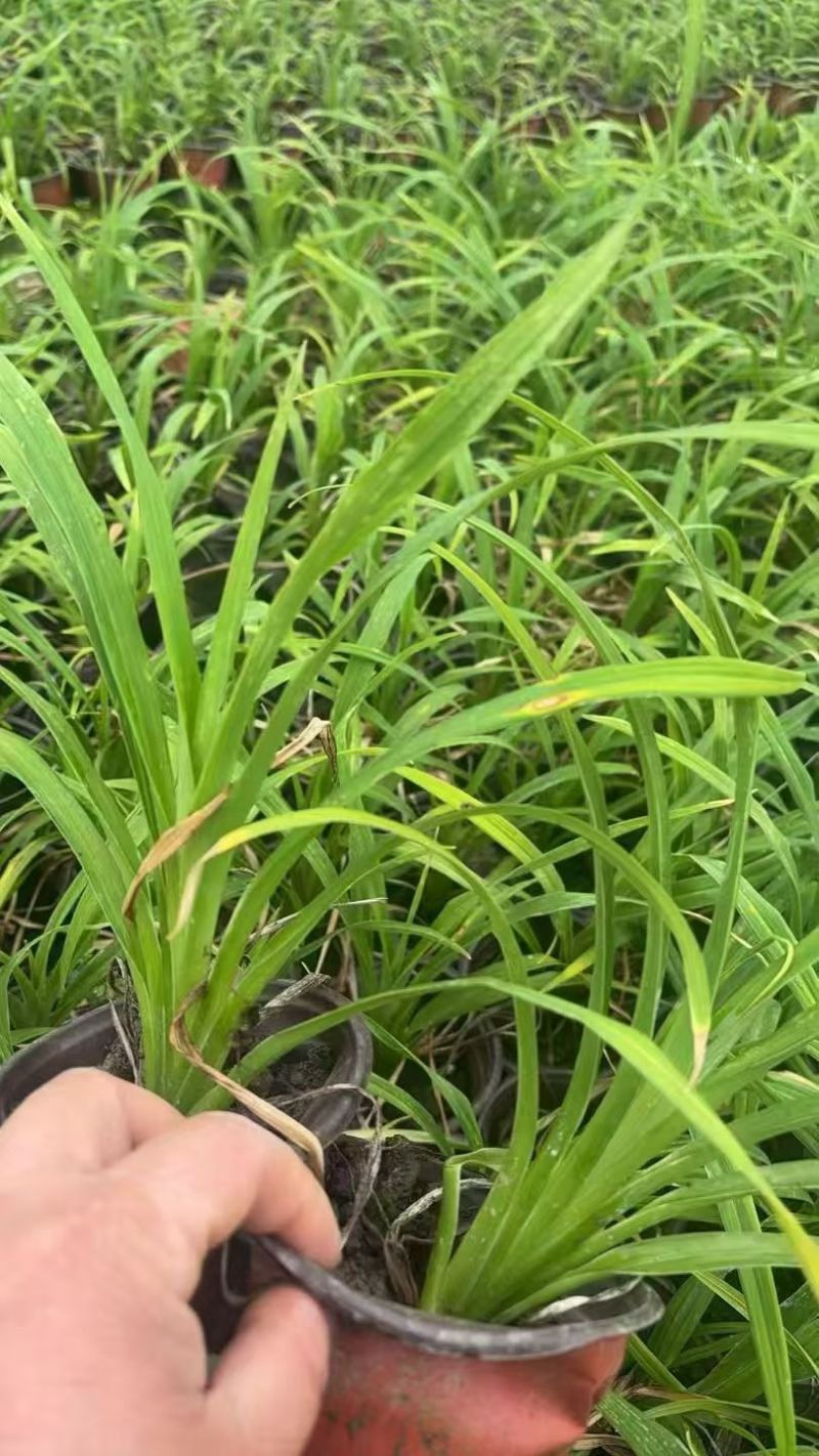 水生植物常绿鸢尾、常绿萱草120杯，基地有量，欢迎订购。