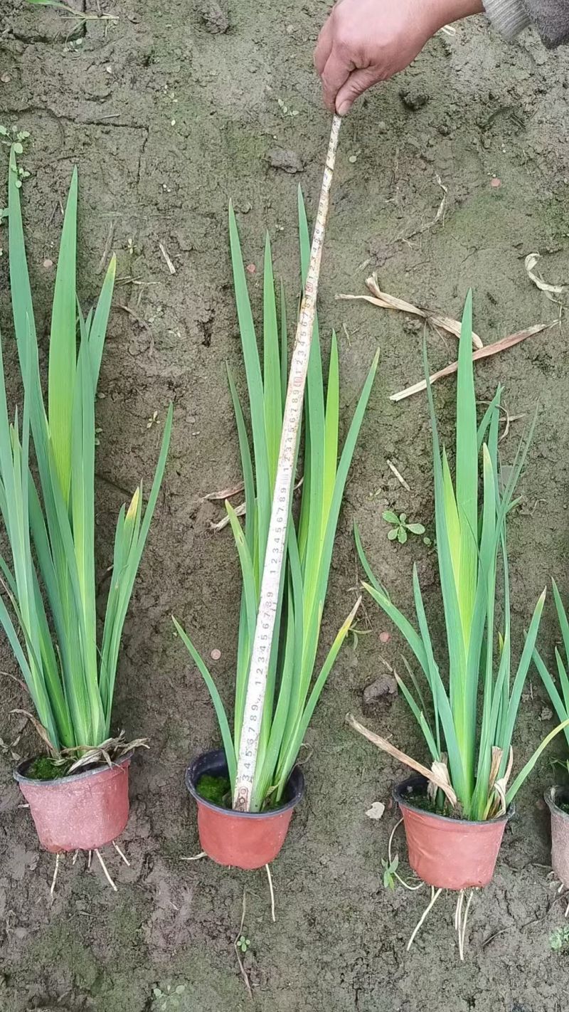 水生植物常绿鸢尾、常绿萱草120杯，基地有量，欢迎订购。