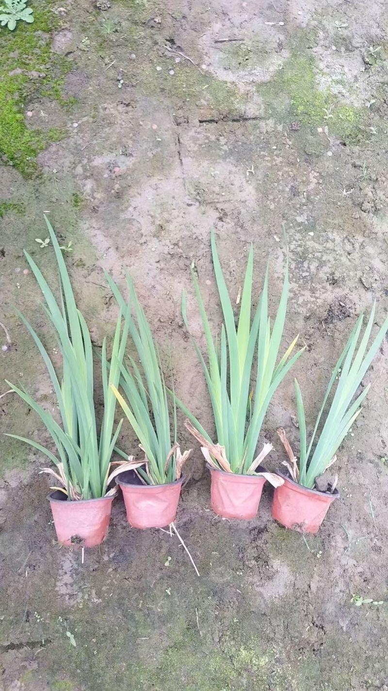 水生植物常绿鸢尾、常绿萱草120杯，基地有量，欢迎订购。