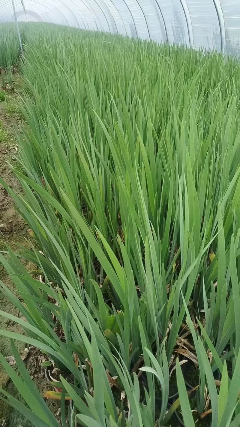 水生植物常绿鸢尾、常绿萱草120杯，基地有量，欢迎订购。