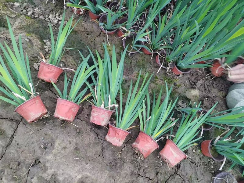水生植物常绿鸢尾、常绿萱草120杯，基地有量，欢迎订购。