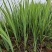 水生植物常绿鸢尾、常绿萱草120杯，基地有量，欢迎订购。
