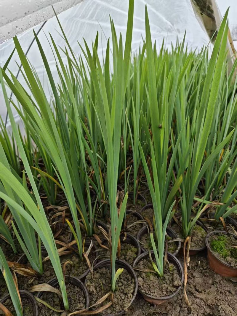 水生植物常绿鸢尾、常绿萱草120杯，基地有量，欢迎订购。