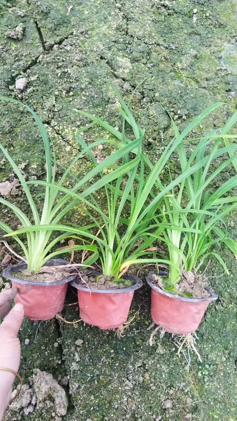 水生植物常绿鸢尾、常绿萱草120杯，基地有量，欢迎订购。