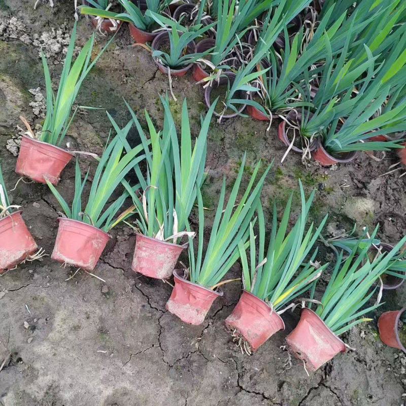 水生植物常绿鸢尾、常绿萱草120杯，基地有量，欢迎订购。