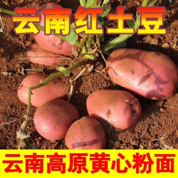 （红皮土豆）云南土豆/产地货源/价格便宜/欢迎来电合作