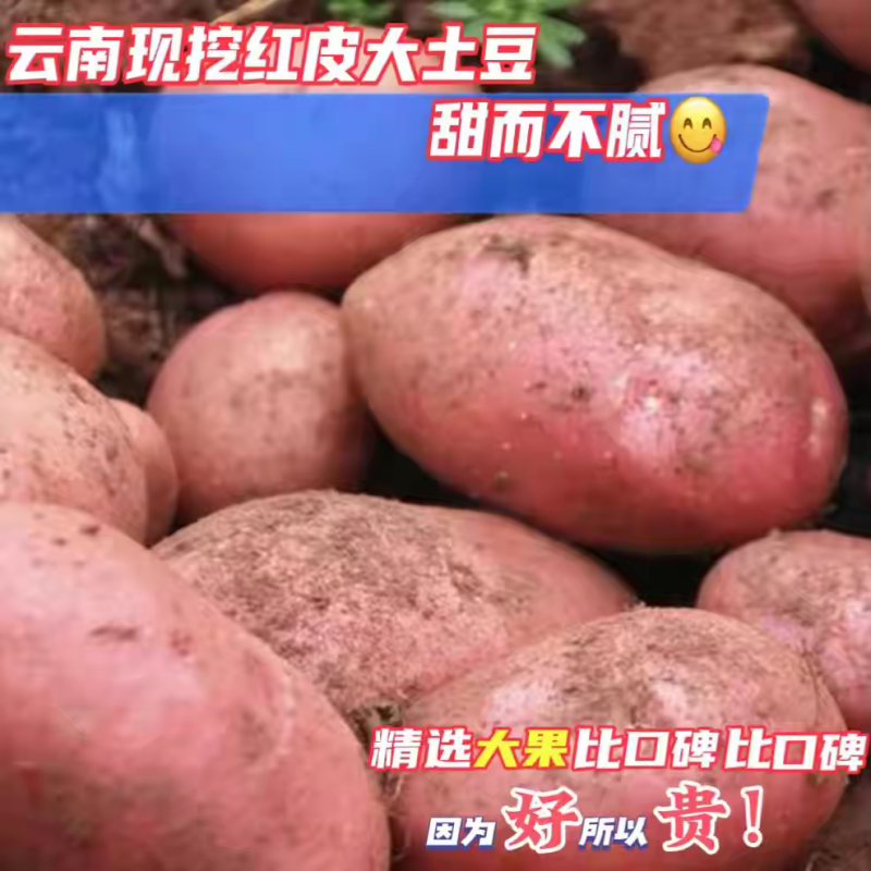 （红皮土豆）青薯9号土豆/产地货源/价格便宜/欢迎来电合作