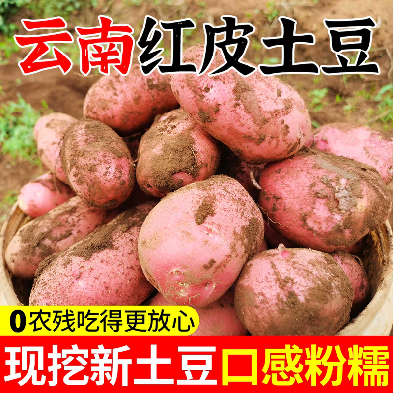（红皮土豆）青薯9号土豆/产地货源/价格便宜/欢迎来电合作