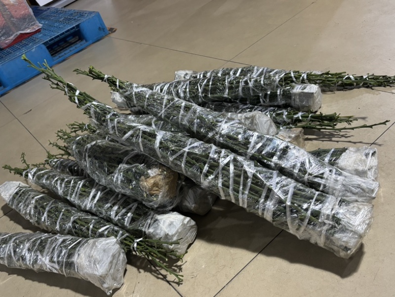 阿蜜达穗条！（爱媛46号）11月成熟！早熟耙耙柑