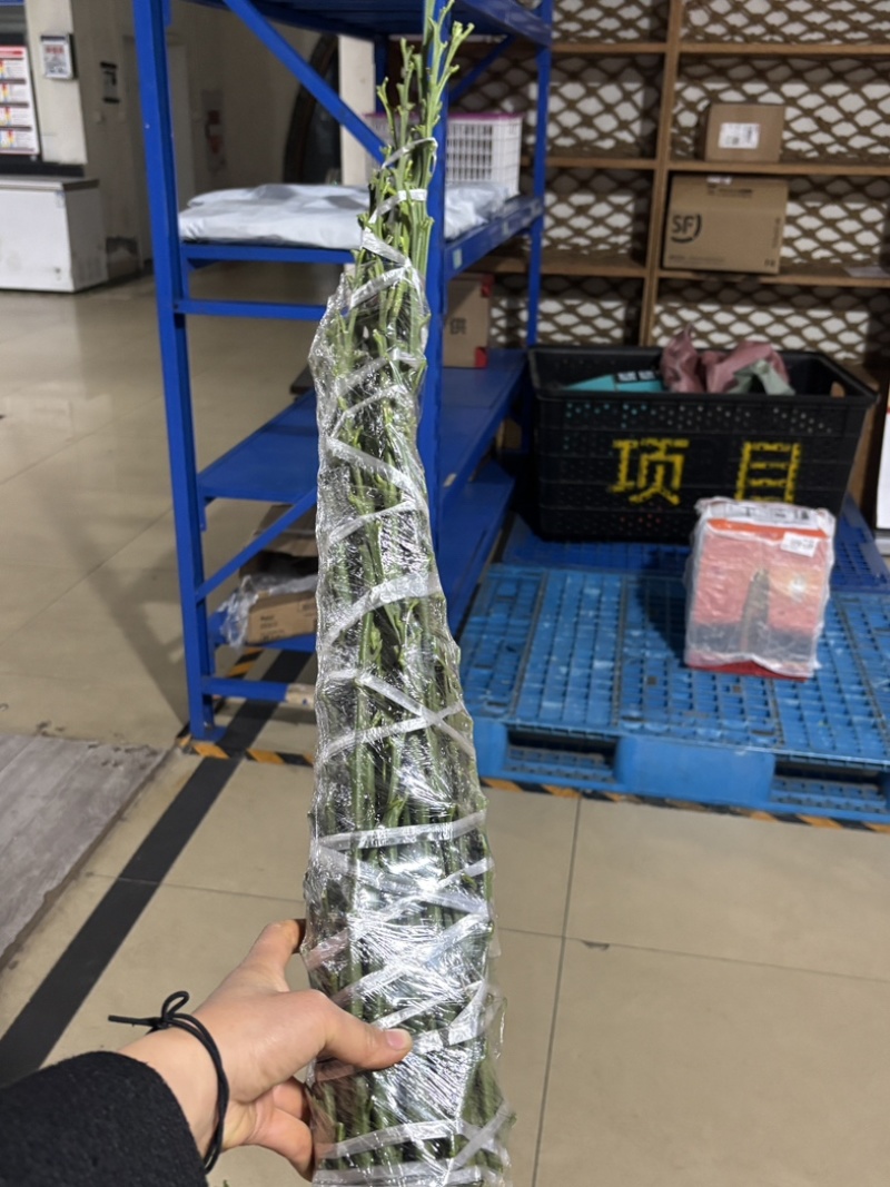 阿蜜达穗条！（爱媛46号）11月成熟！早熟耙耙柑