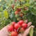 沪樱九号樱桃番茄种子超甜水果番茄耐裂果抗TY小番茄种