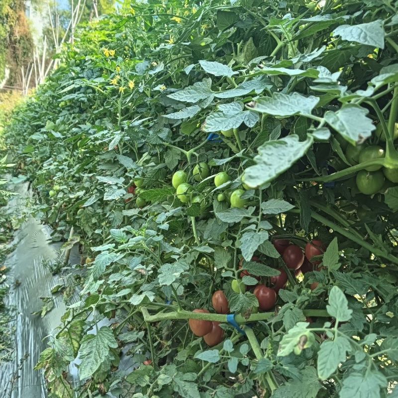 沪樱九号樱桃番茄种子超甜水果番茄耐裂果抗TY小番茄种